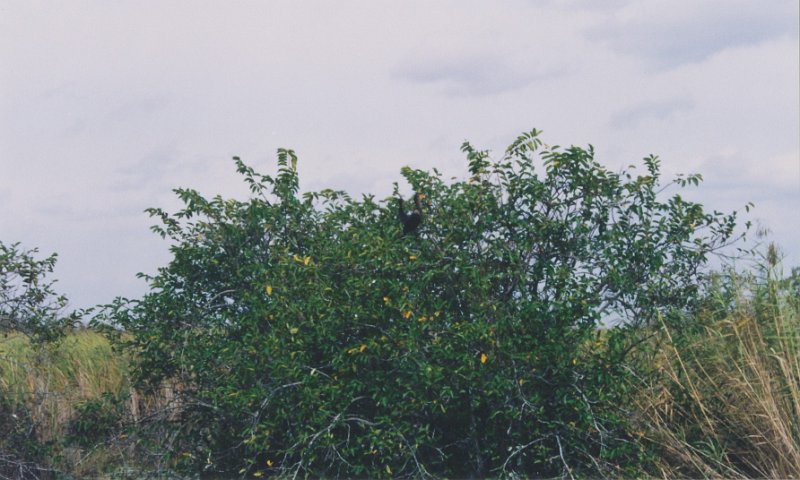 012-Everglades National Park.jpg